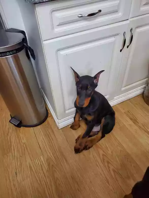 Arlo as a puppy in the kitchen