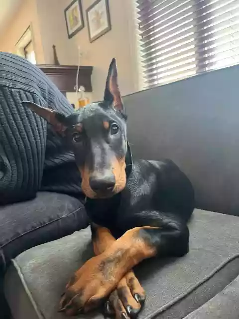 Arlo as a puppy on the couch