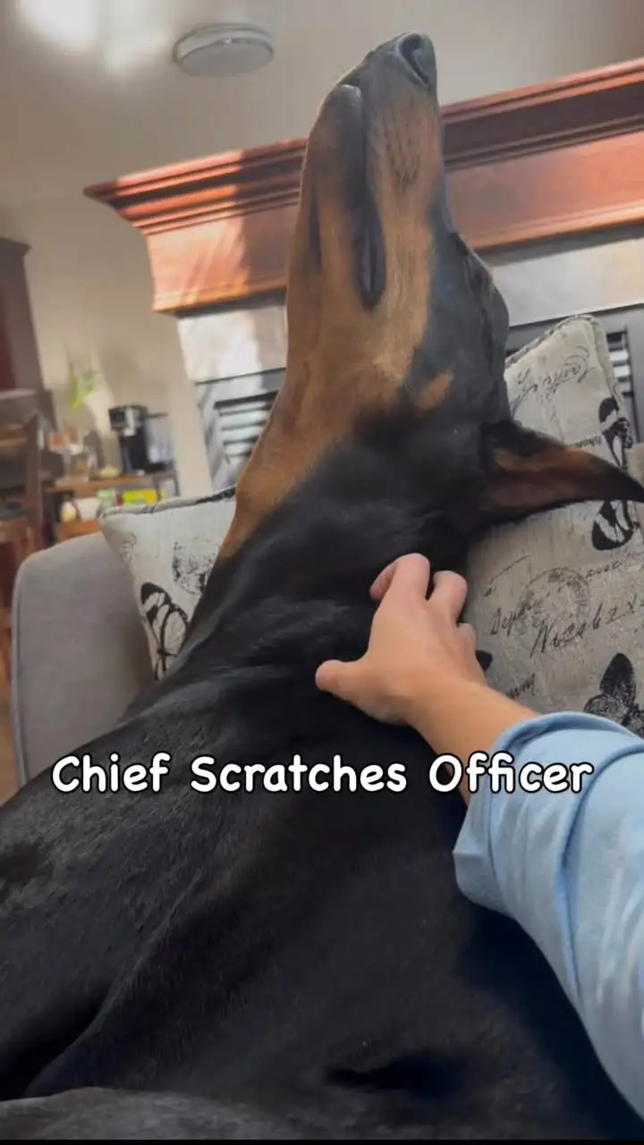 Arlo getting his neck scratched on the couch