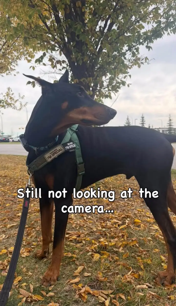 Arlo looking away among autumn leaves