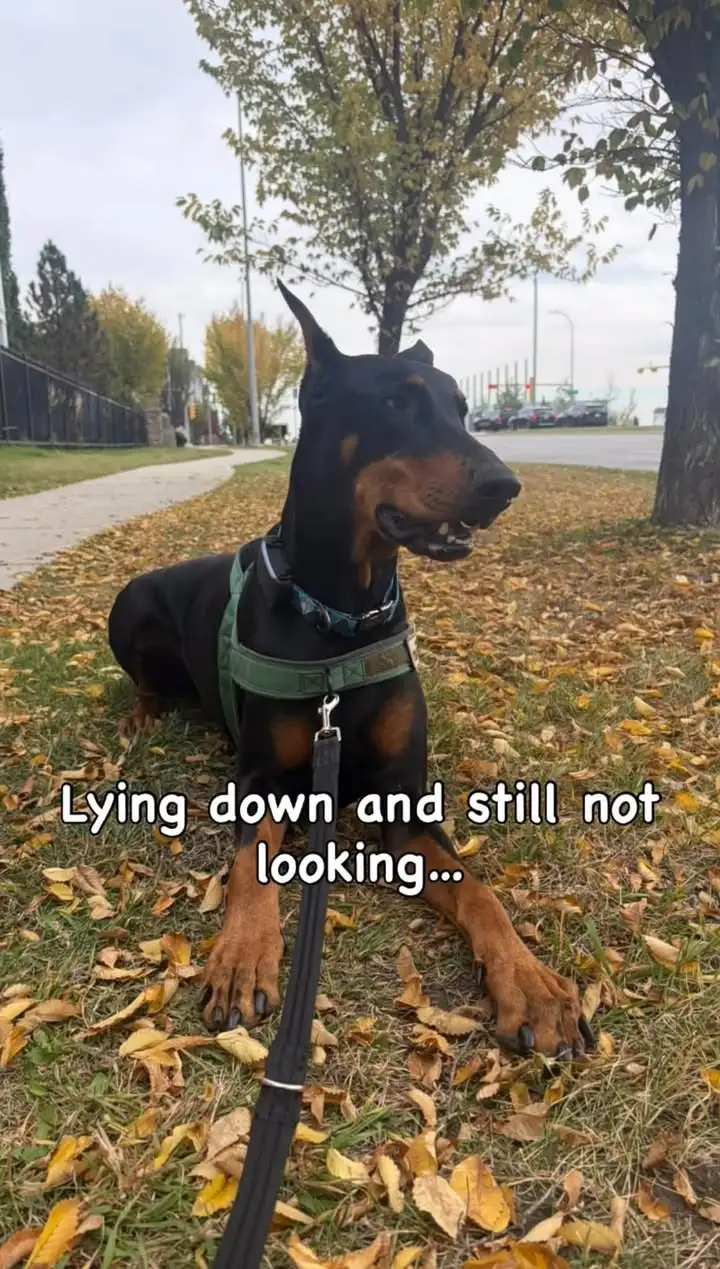 Arlo lying in the leaves looking away