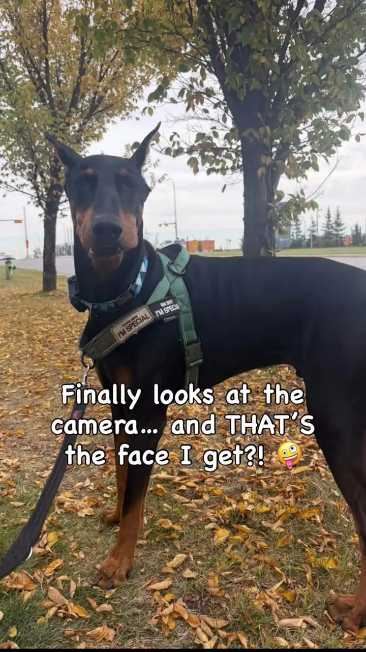 Arlo finally facing the camera with a silly expression