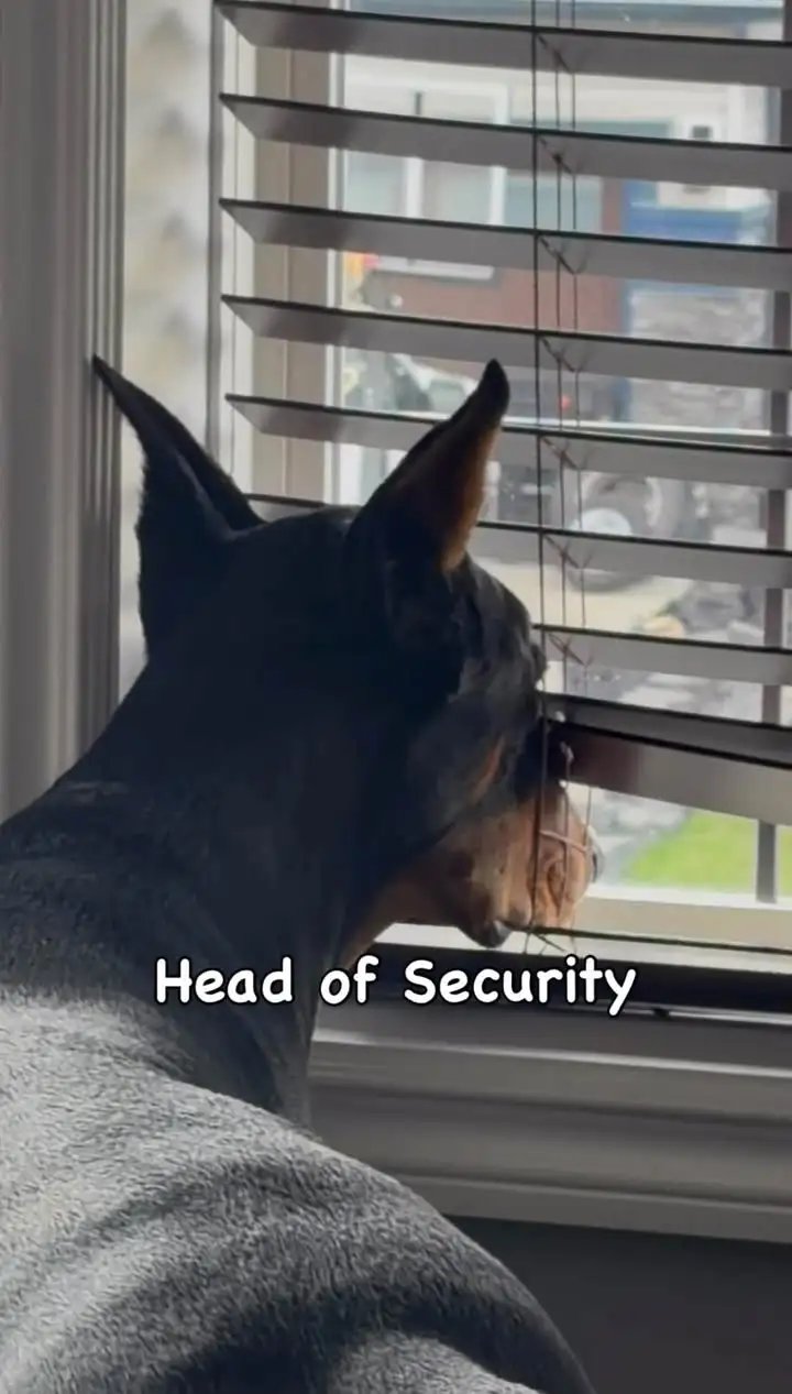 Arlo watching out the window through the blinds