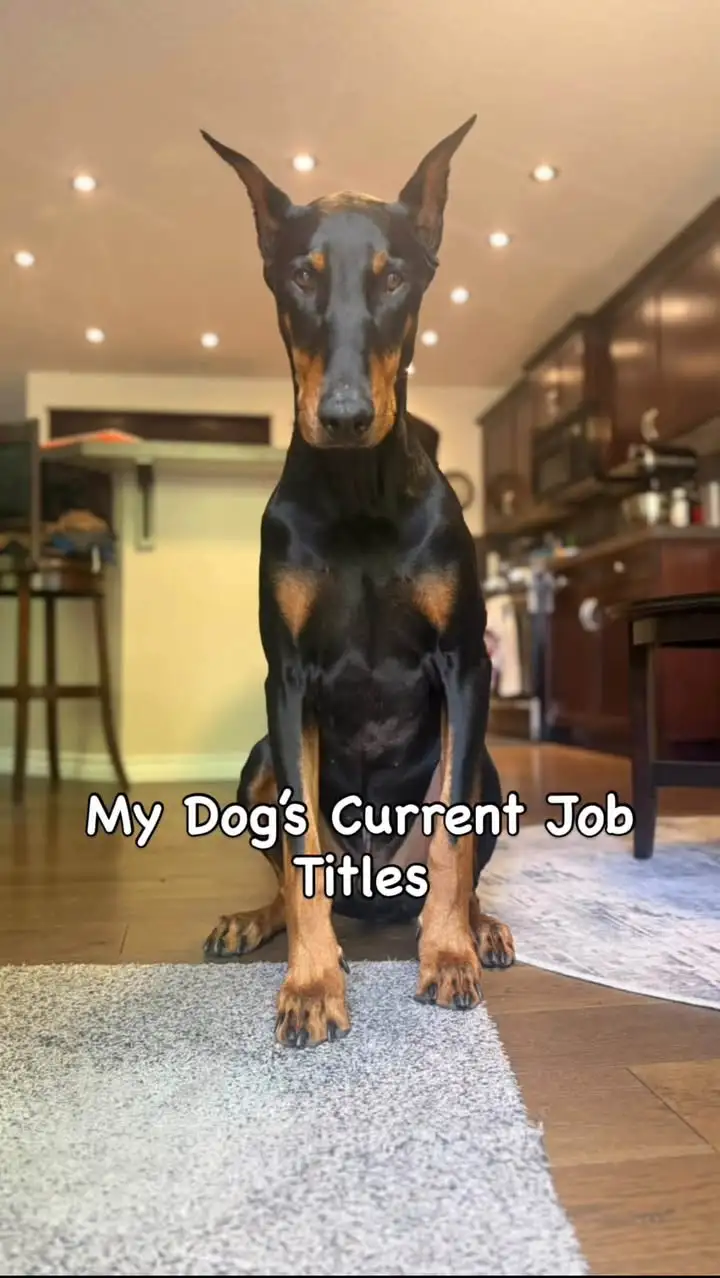 Arlo sitting to attention in the kitchen