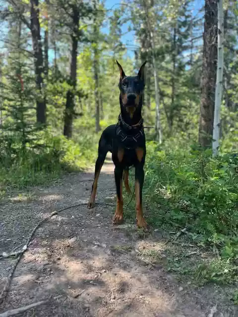 Big Arlo in the Forest