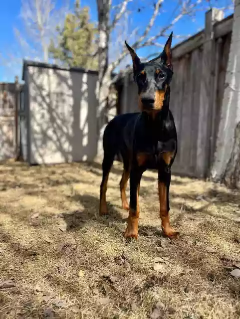 Big Arlo by the Shed