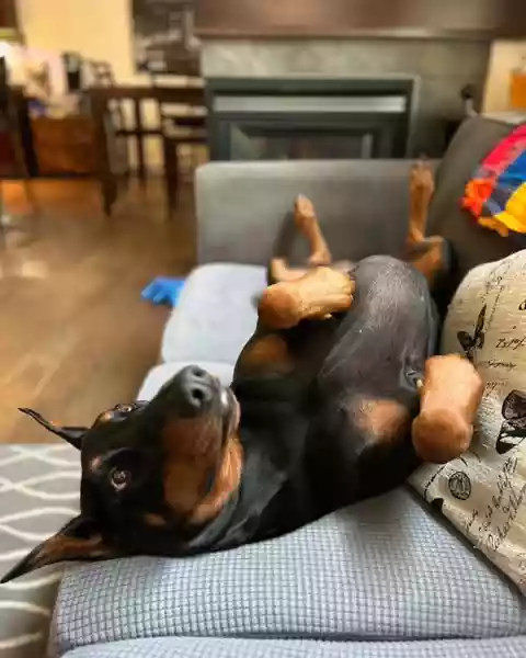 Silly Arlo Upside Down