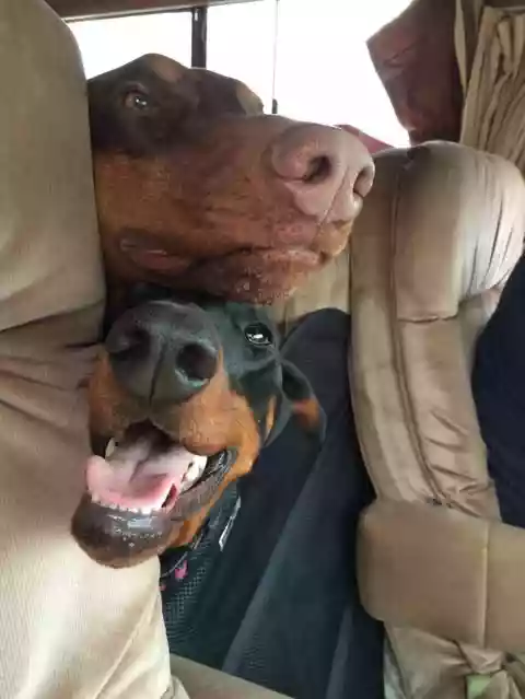 one red and one black Doberman